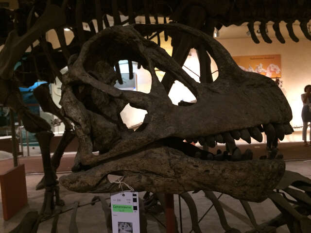 Image of Camarasaurus Cope 1877