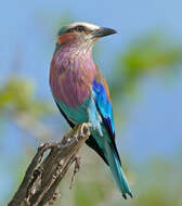 Image of Lilac-breasted Roller