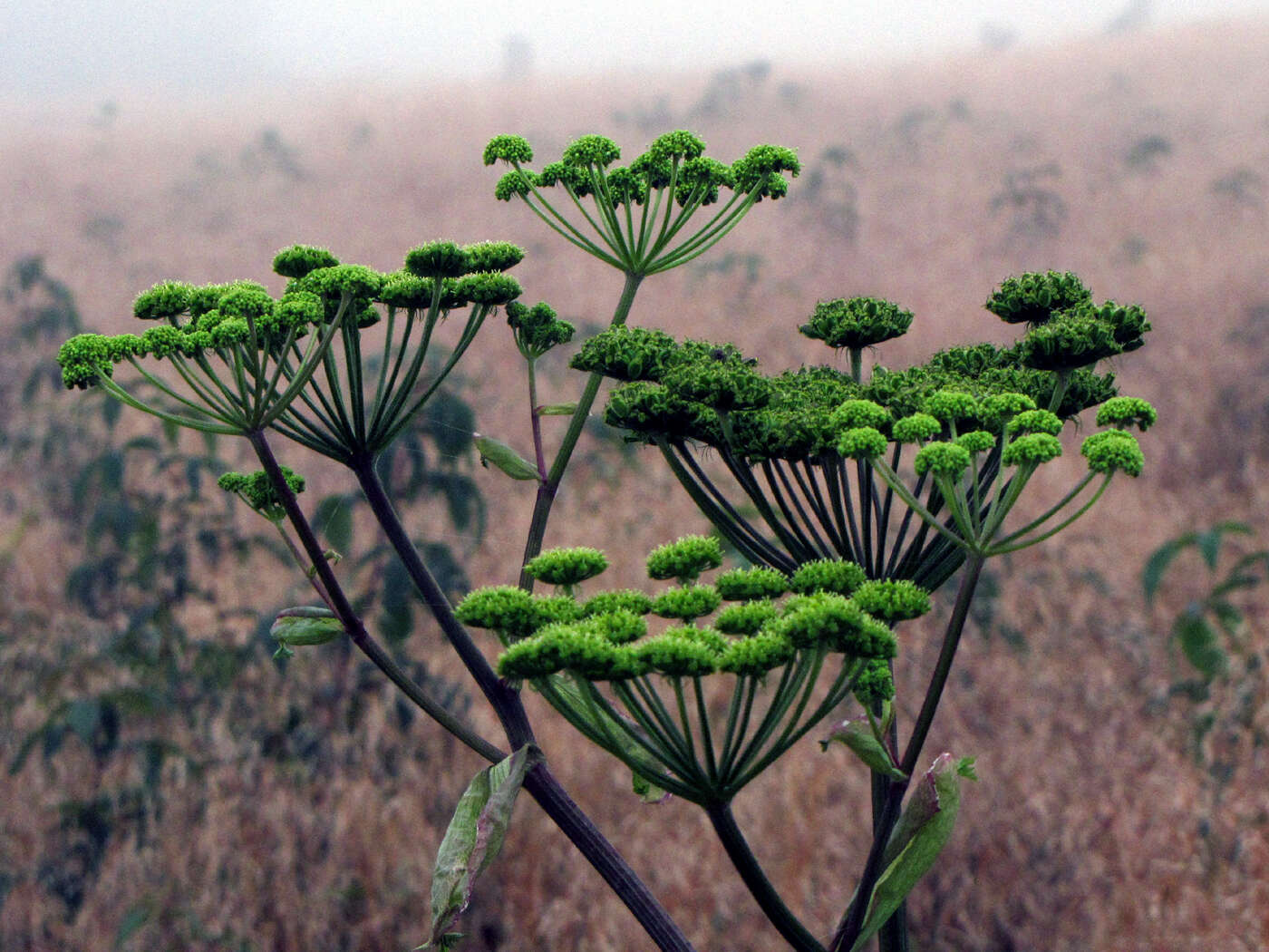 Image of angelica