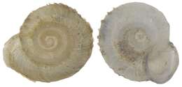 Image of grass snails
