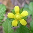 Image of Potentilla indica