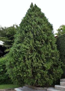 Image of Lawson's Cypress