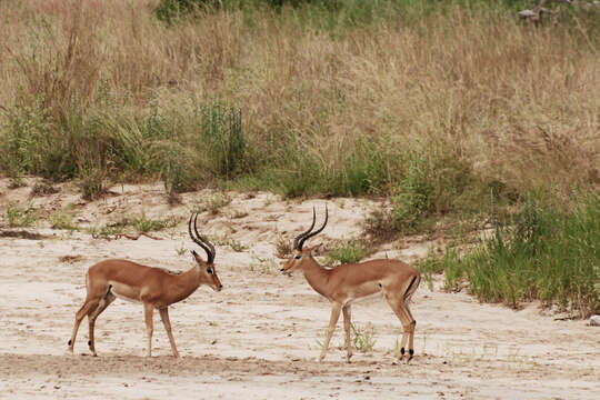 Image of Aepyceros Sundevall 1847