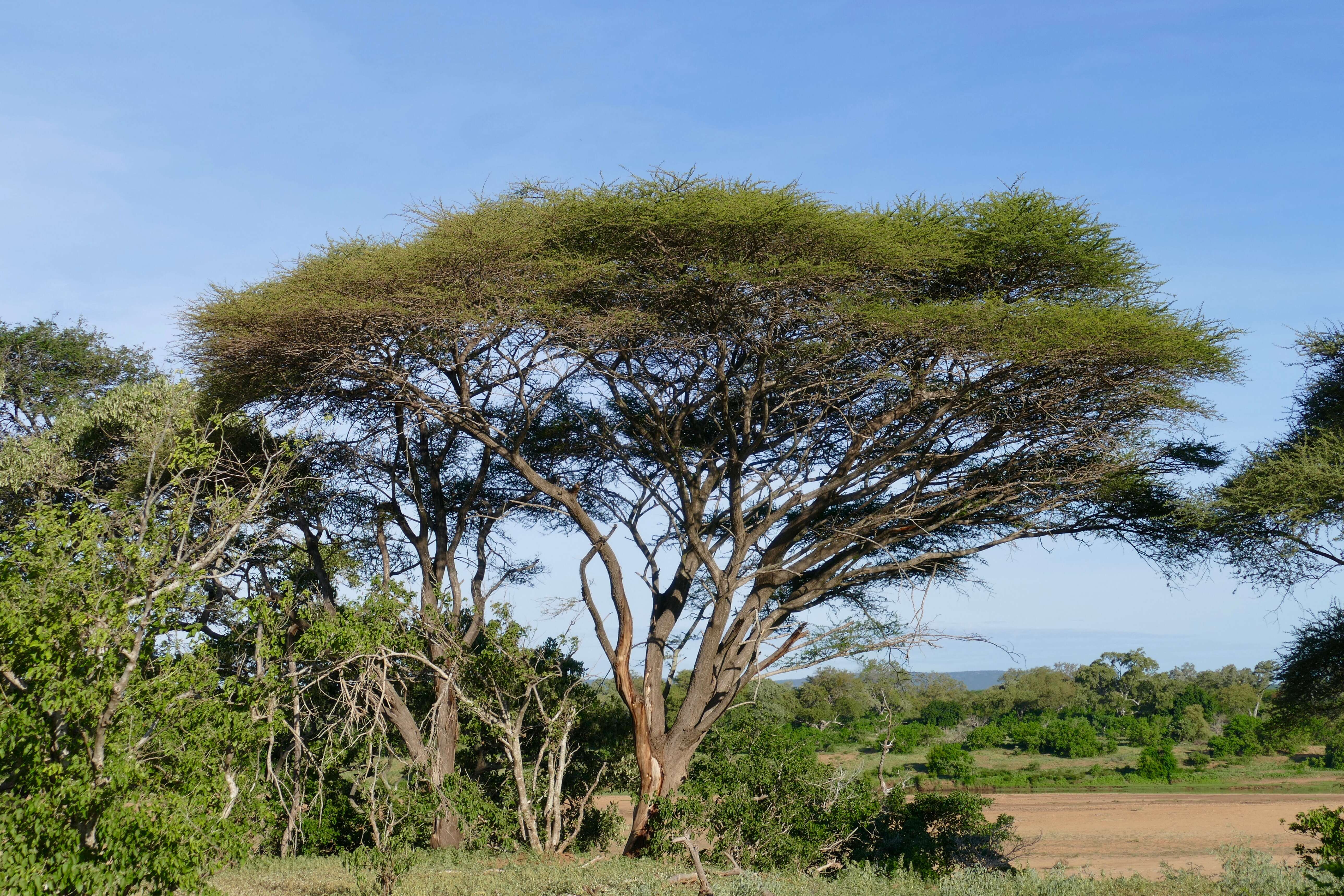 Afrika akasyası resmi