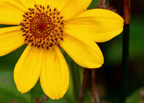 صورة Bidens laevis (L.) Britt., Stern & Poggenb.