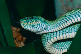 Image of Bornean Keeled Green Pit Viper