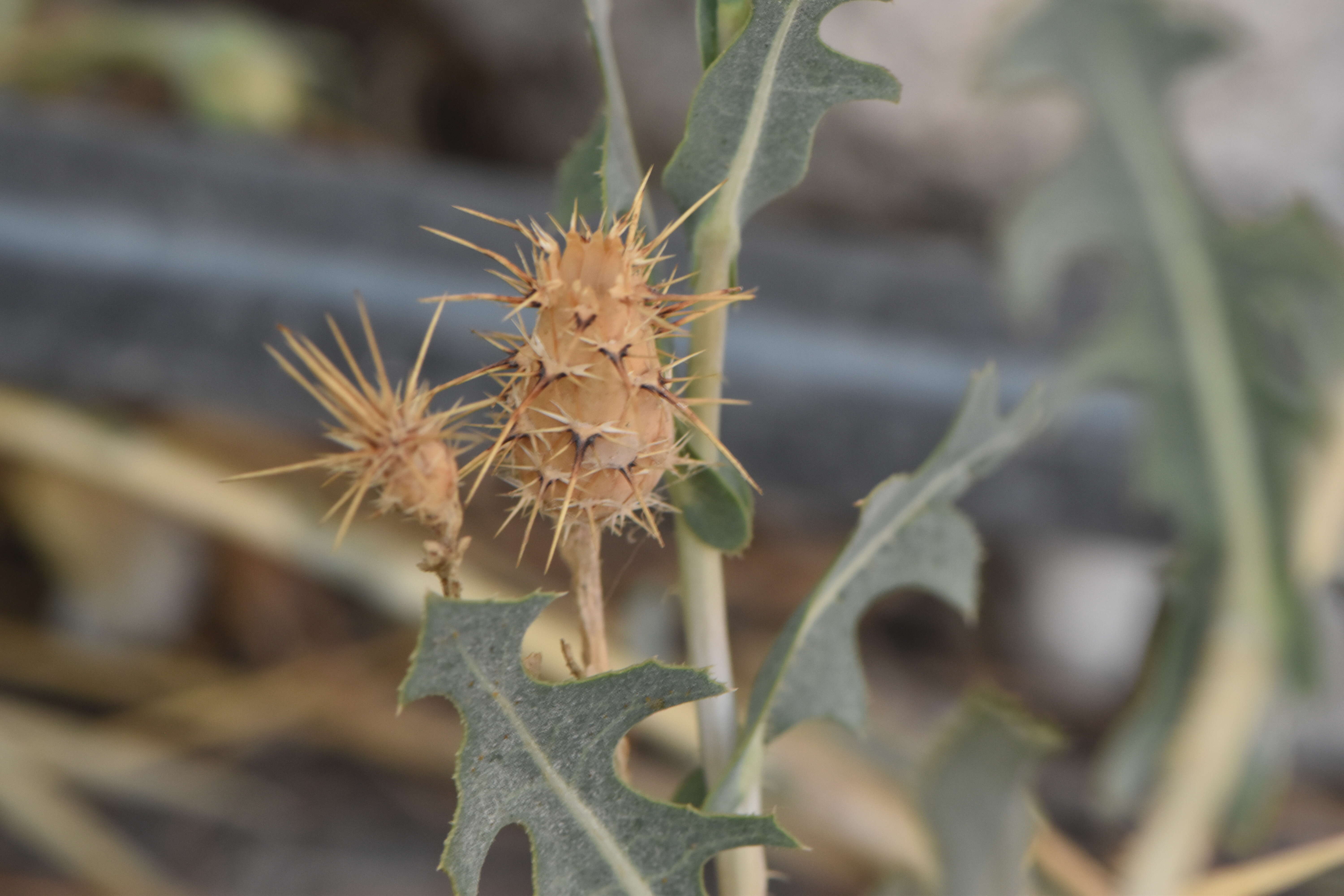 Image of prickly lettuce