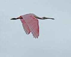 Image of Roseate Spoonbill