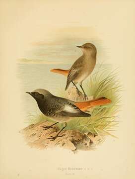 Image of Black Redstart