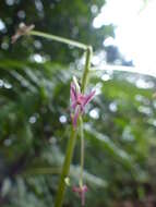 Image of Spur orchids