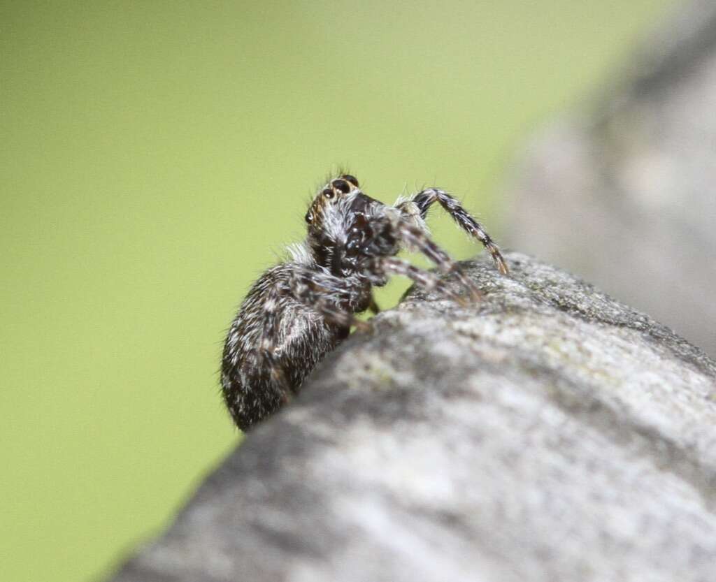 Image of Jumping spider