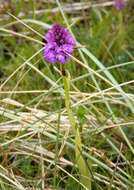 صورة Anacamptis pyramidalis (L.) Rich.