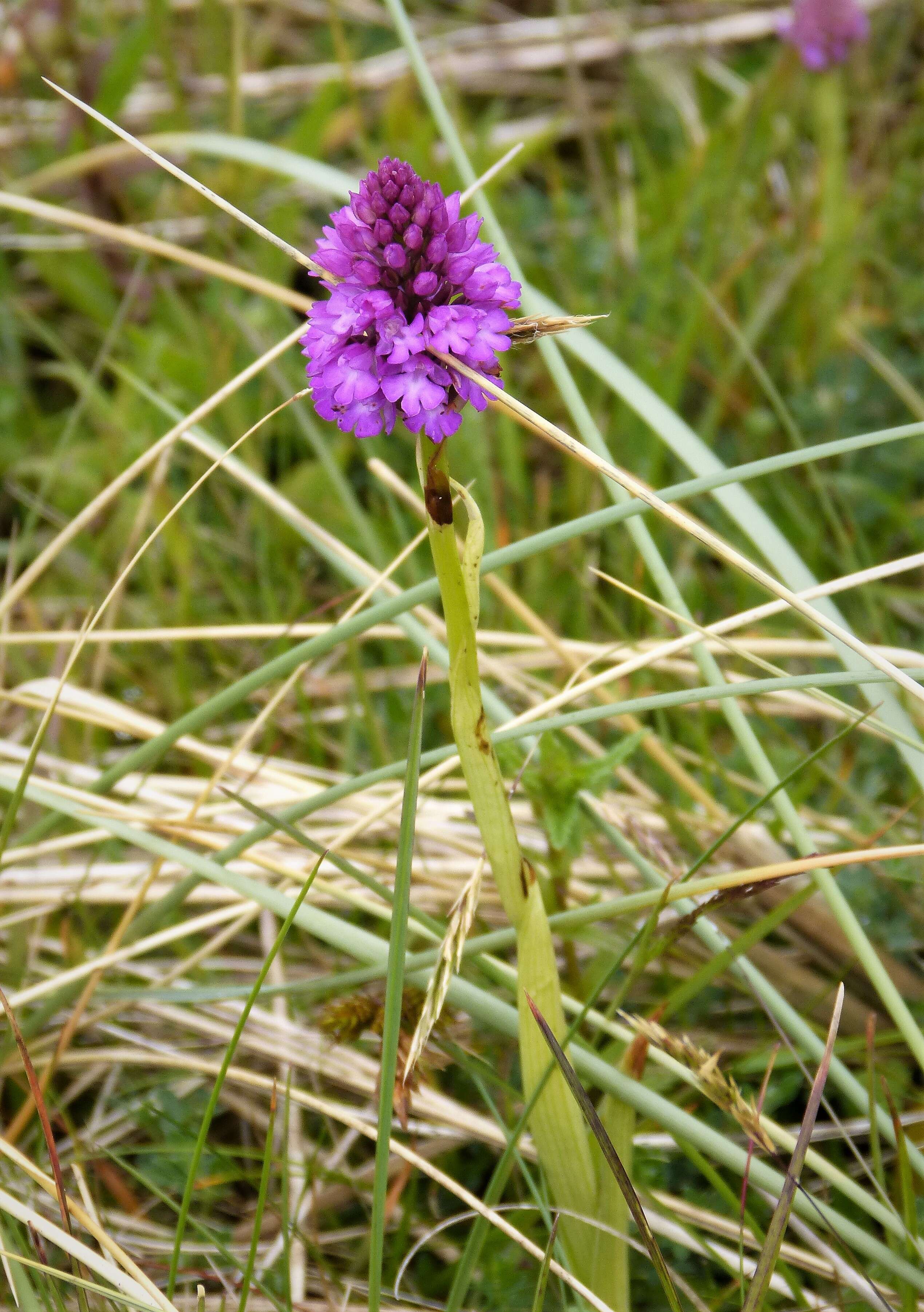 صورة Anacamptis pyramidalis (L.) Rich.