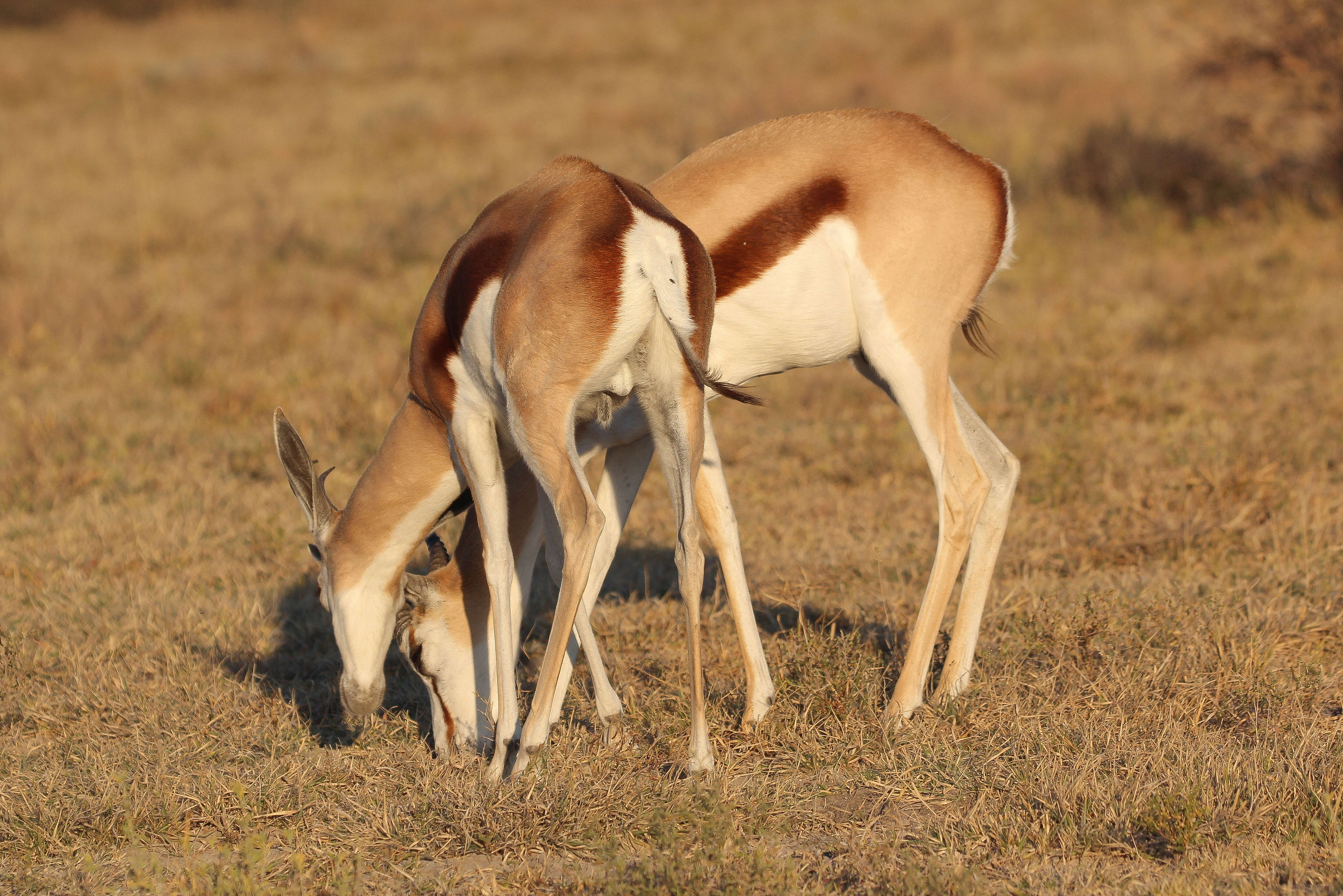 Image of Springbok