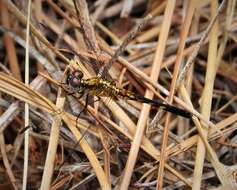 Image of Little Blue Dragonlet