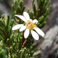 Image of prickly alpine daisybush