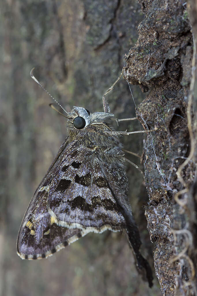 Image of Dorantes Longtail