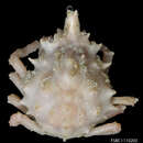 Image of channelnose spider crab