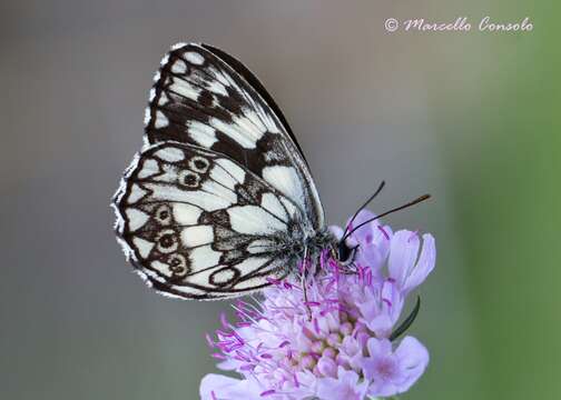 Image of marbled white