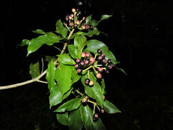 Image of dendropanax