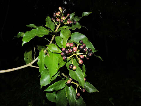 Image of Dendropanax caucanus (Harms) Harms