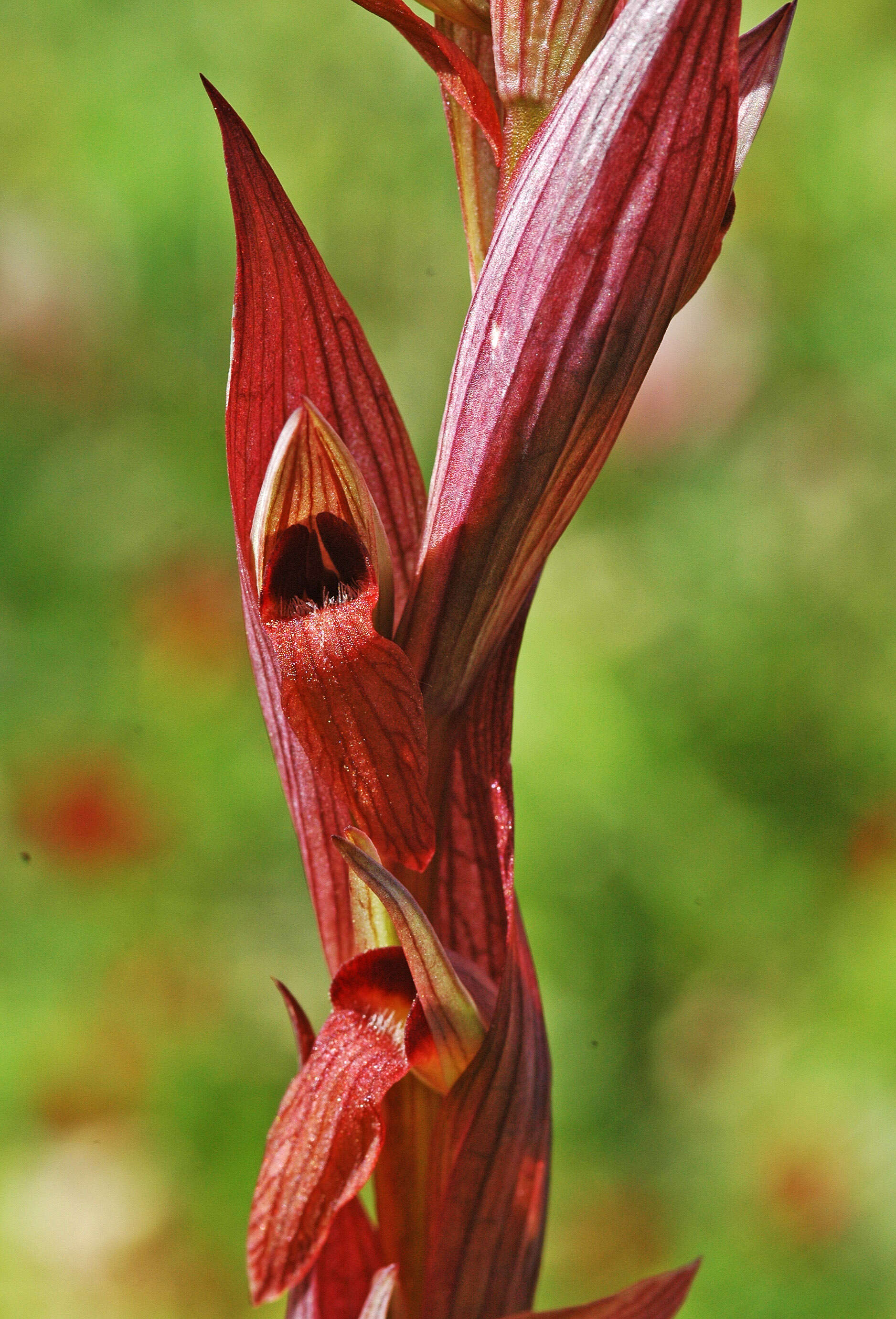 Image of Serapias bergonii E. G. Camus