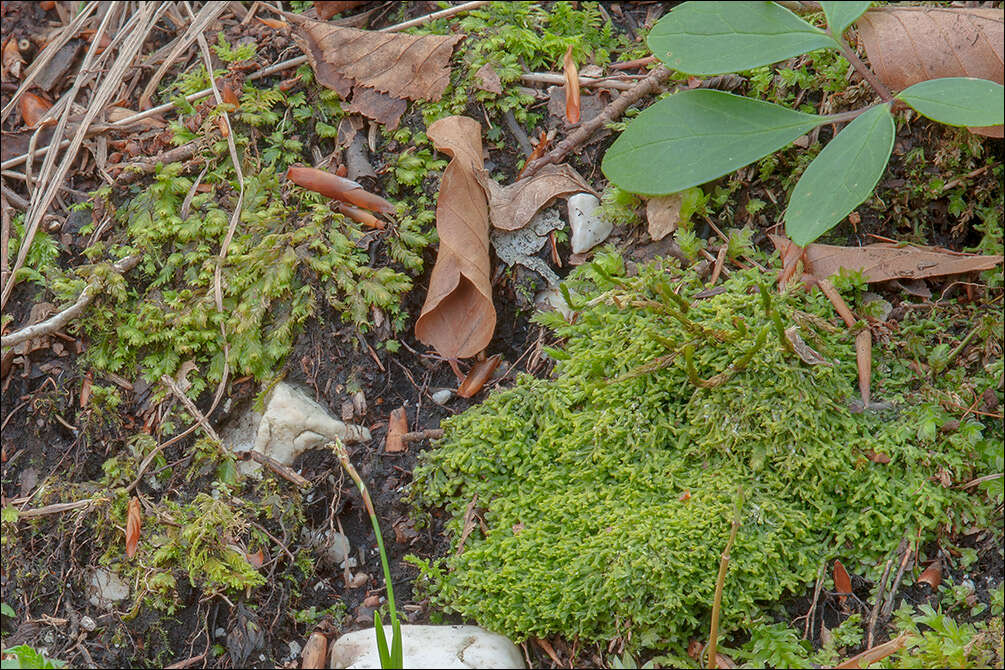 Image of Metzgeria furcata (L.) Corda