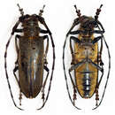 Image of Apriona rugicollis Chevrolat 1852