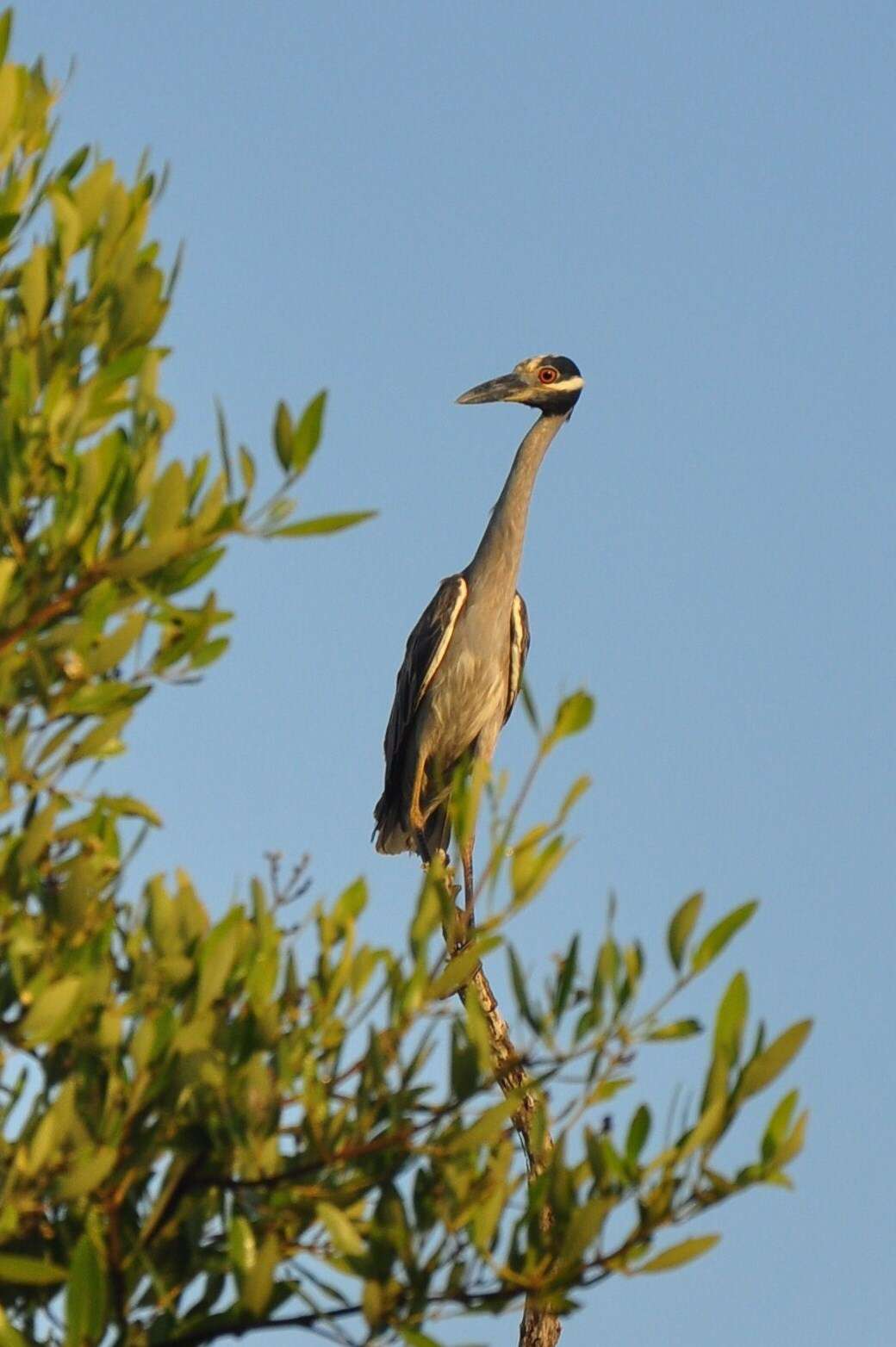 Image of Nycticorax violaceus