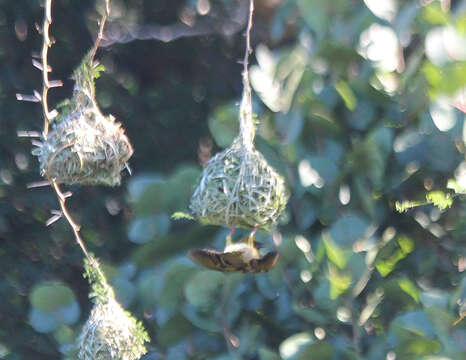 Image of African Golden Weaver