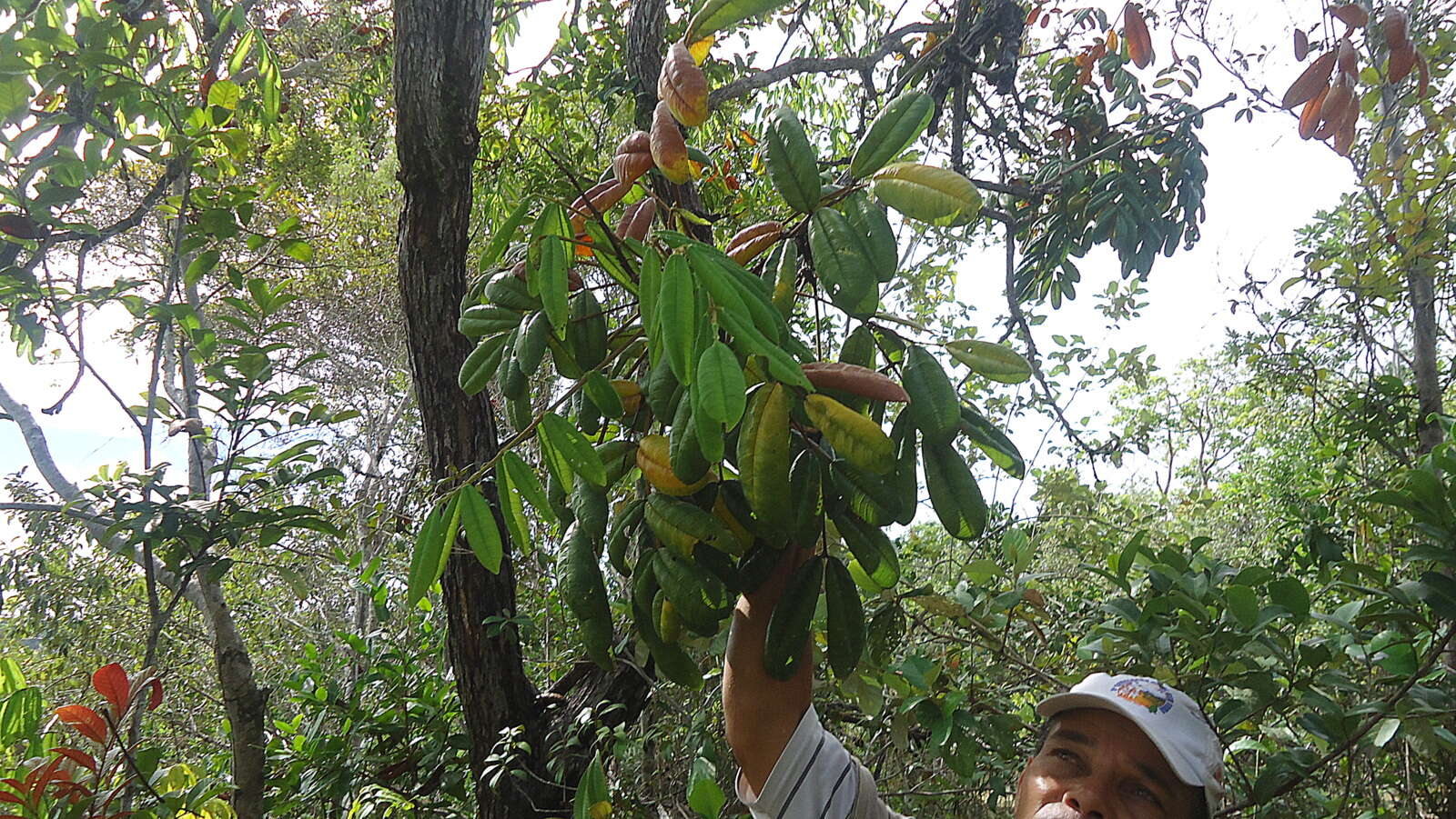 Andira legalis (Vell.) Toledo的圖片