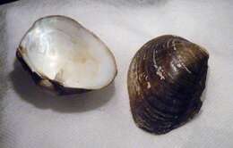 Image of mussel