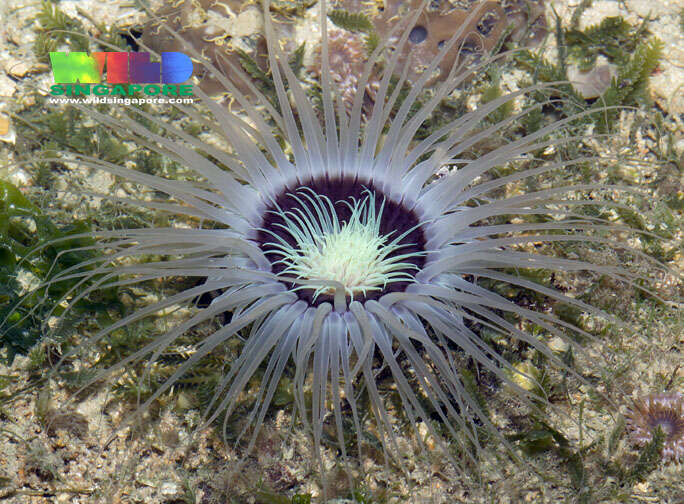 Image of ceriantharian anemones