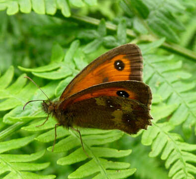 Image of hedge brown