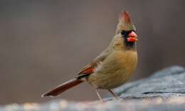 Image of Cardinalis Bonaparte 1838