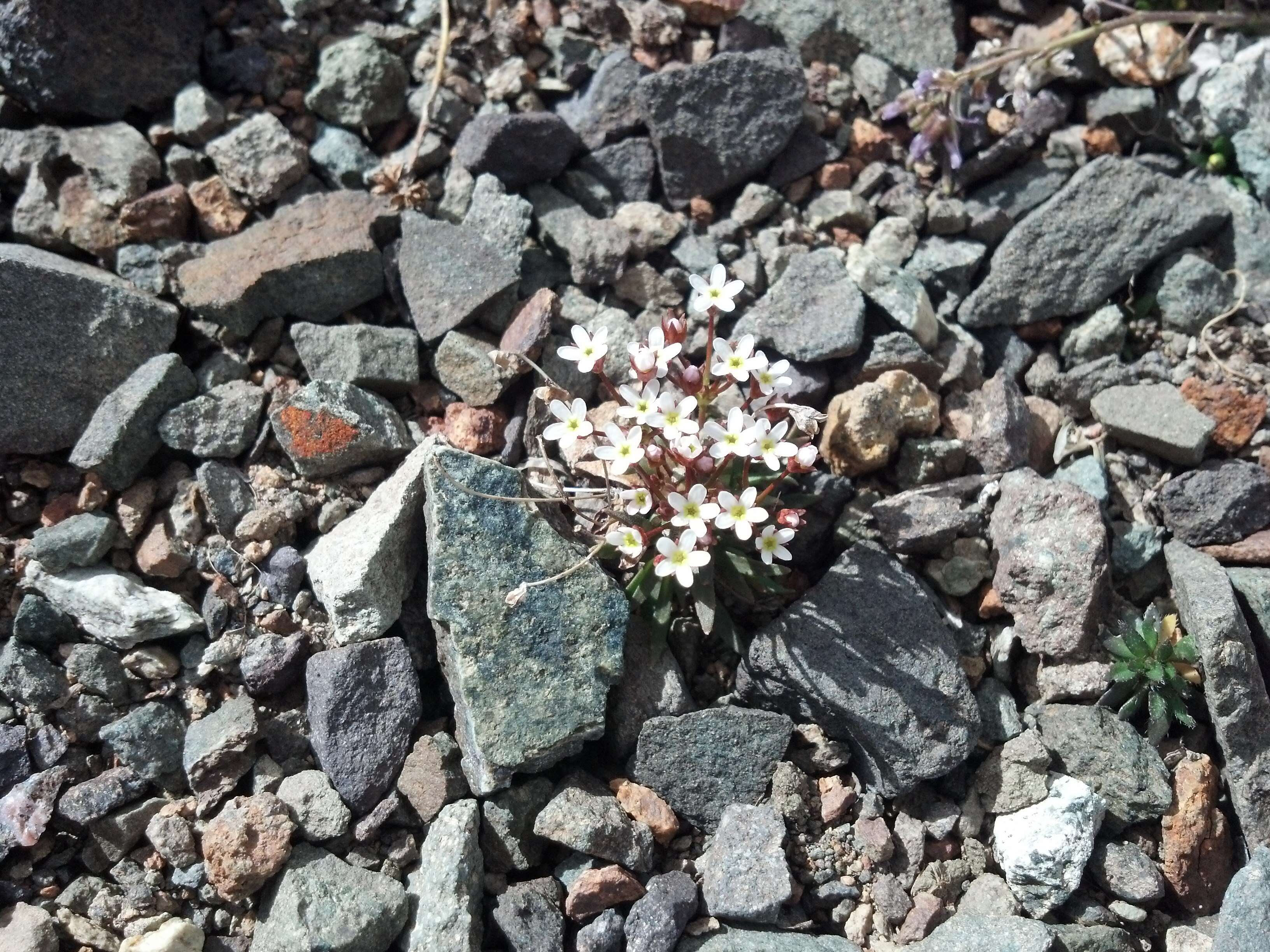 Image of sweetflower rockjasmine