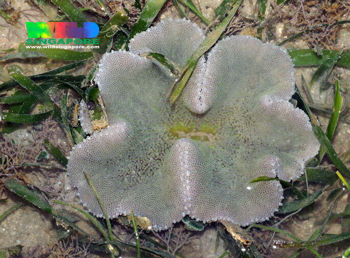 Image of Haddon's Carpet Anemone