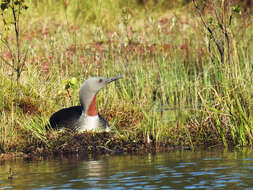 Image of loons