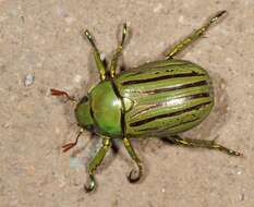 Image of Jewel scarab