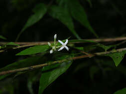 Imagem de Gonzalagunia osaensis C. M. Taylor