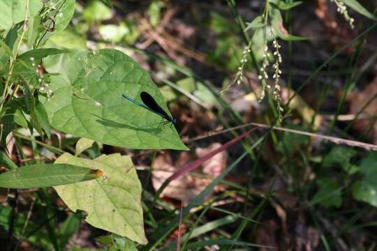 Image of Ebony Jewelwing