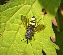 Cerceris rybyensis (Linnaeus 1771) resmi