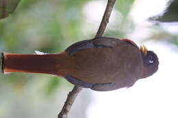 Image of Masked Trogon