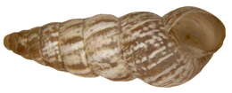 Image of Pointed snail