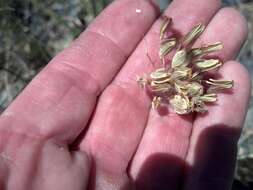 Imagem de Lomatium nudicaule (Pursh) Coult. & Rose