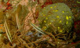 Image of Hinged shrimpfish