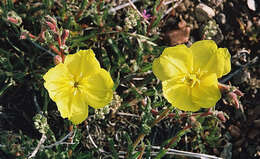 Imagem de Oenothera magellanica Phil.