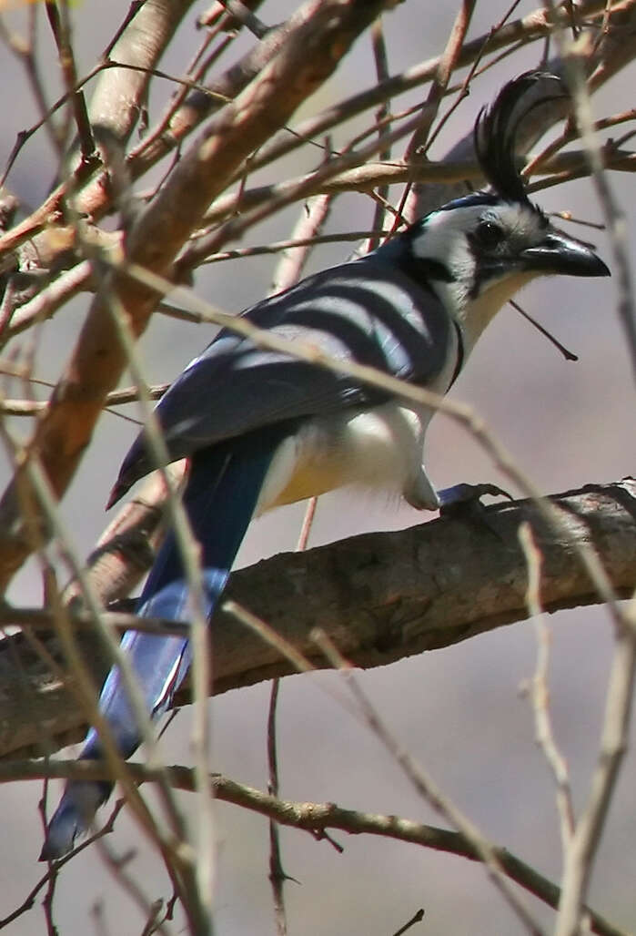 Image of Magpie-jay