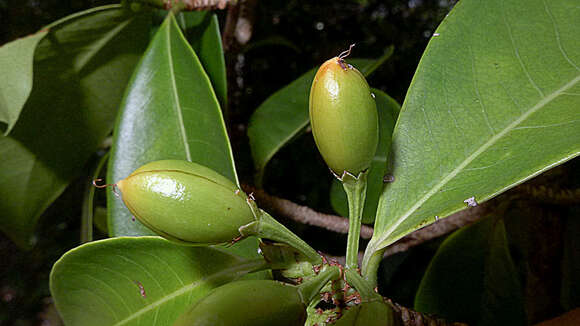 Image of Erythroxylum squamatum Sw.