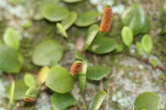 Image of Pyrrosia adnascens (Sw.) Ching